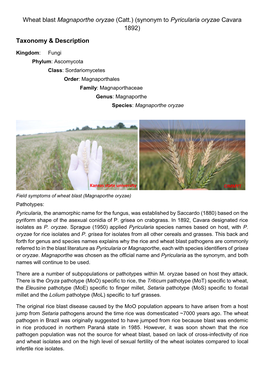 Wheat Blast Magnaporthe Oryzae (Catt.) (Synonym to Pyricularia Oryzae Cavara 1892)