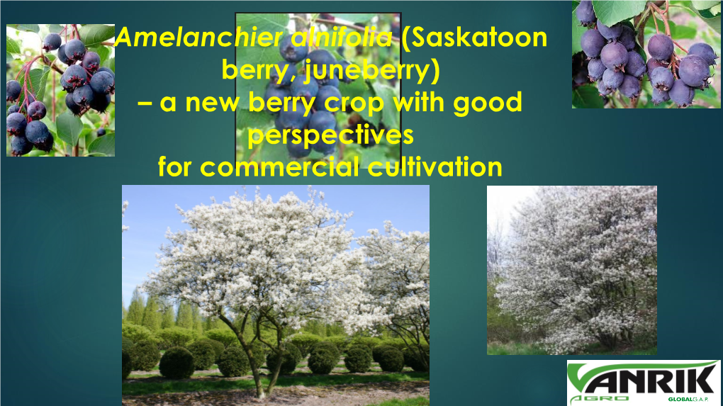 Amelanchier Alnifolia (Saskatoon Berry, Juneberry) – a New Berry Crop with Good Perspectives for Commercial Cultivation Agenda