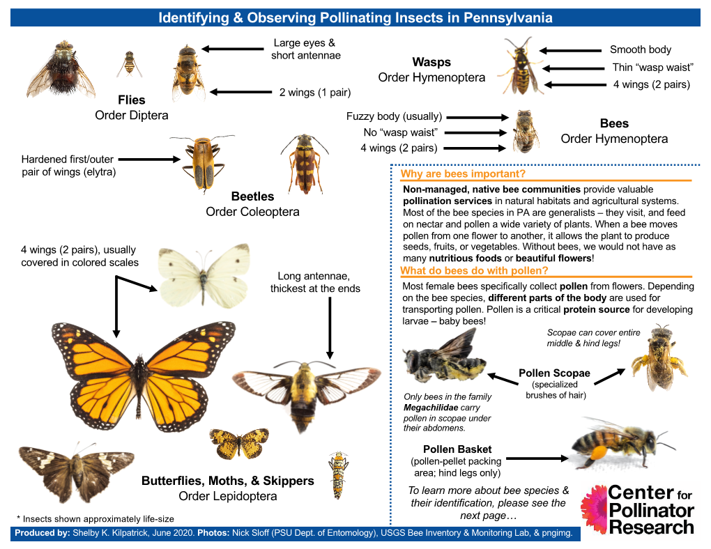 Identifying & Observing Pollinating Insects in Pennsylvania