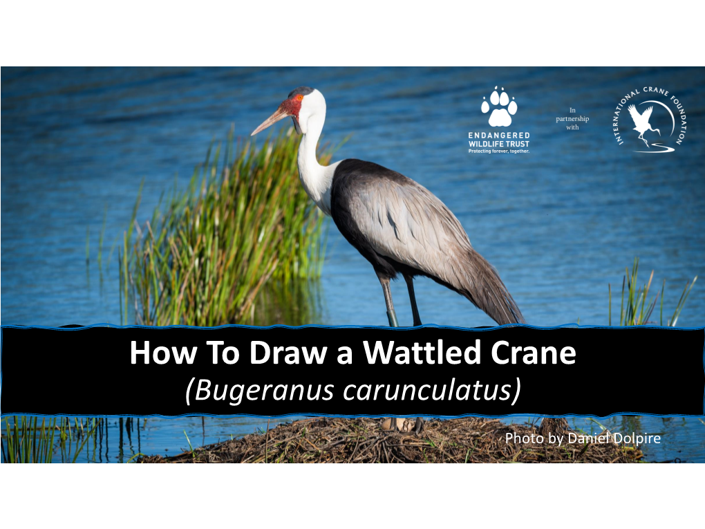 How to Draw a Crane