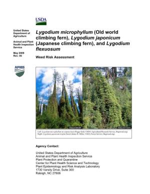 And Lygodium Flexuosum (L.) Sw