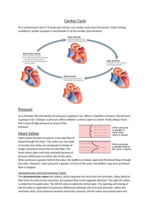 Cardiac Cycle Pressure Heart Valves