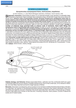 SYMPHYSANODONTIDAE Bunquelovelies (Wampeejawed Fishes, Shelf Beauties, Slopefishes) by W.D