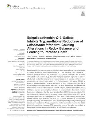 Epigallocathechin-O-3-Gallate Inhibits Trypanothione Reductase of Leishmania Infantum, Causing Alterations in Redox Balance And