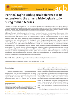 Perineal Raphe with Special Reference to Its Extension to the Anus: a Histological Study Using Human Fetuses