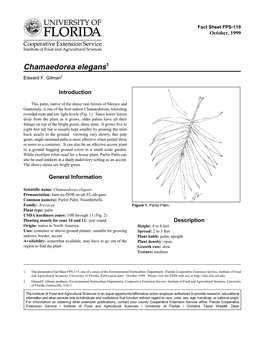 Chamaedorea Elegans1