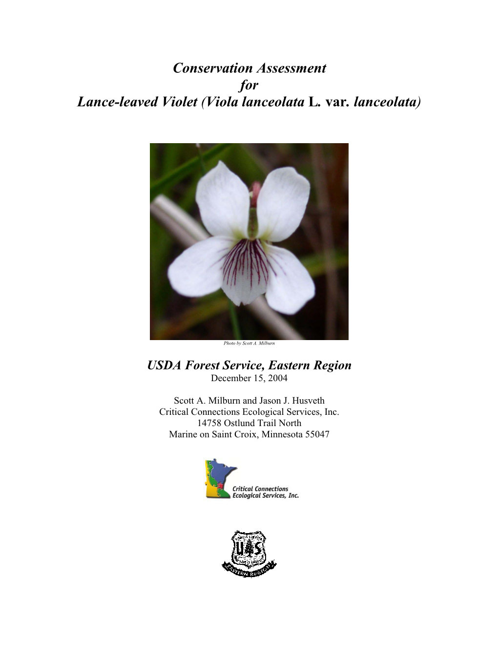 Lance-Leaved Violet (Viola Lanceolata L
