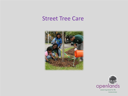 Street Tree Care Why Be an Advocate for Street Trees?