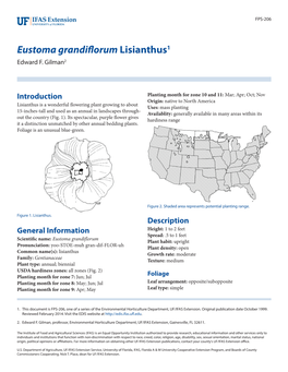 Eustoma Grandiflorum Lisianthus1 Edward F
