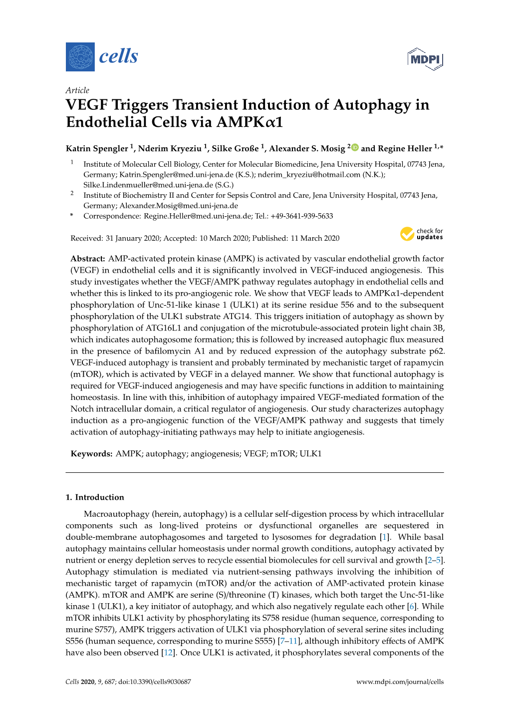 VEGF Triggers Transient Induction of Autophagy in Endothelial Cells Via Ampkα1