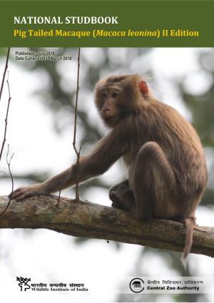Pig Tailed Macaque (Macaca Leonina) II Edition