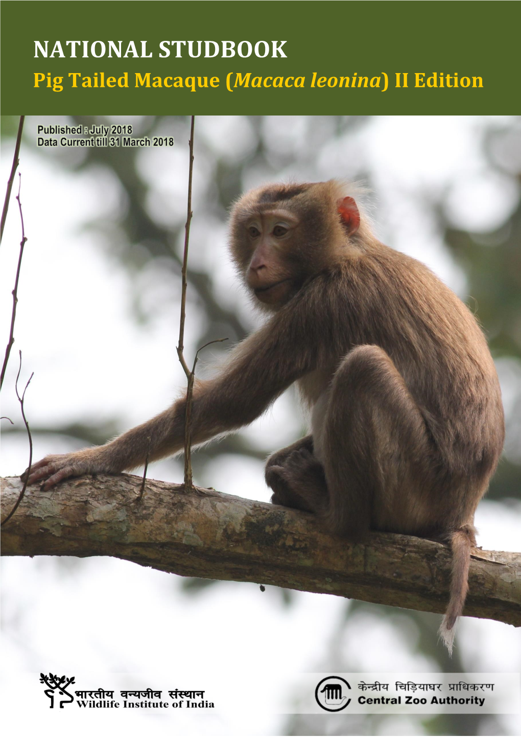 Pig Tailed Macaque (Macaca Leonina) II Edition