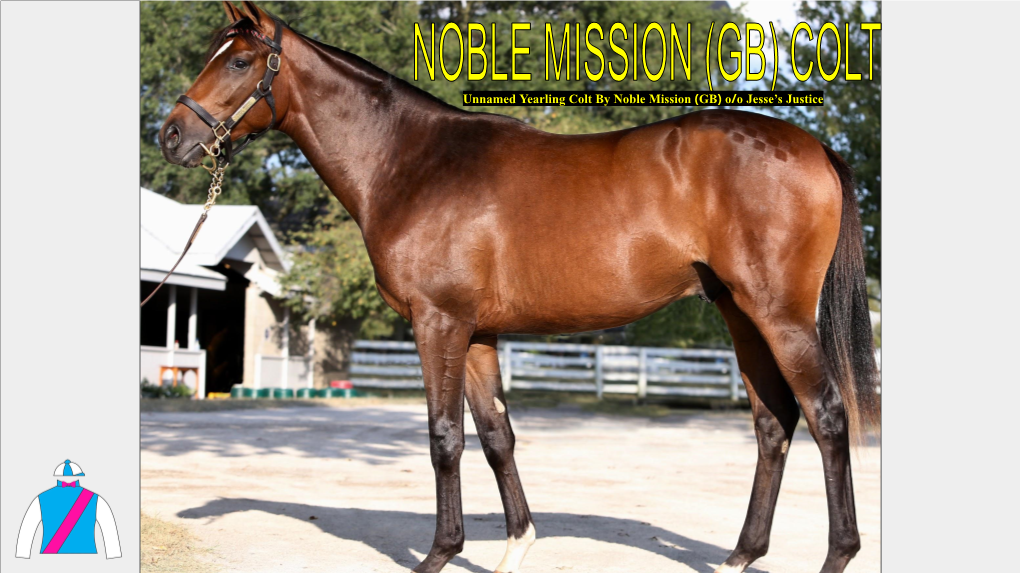 Noble Mission (GB) O/O Jesse’S Justice YEARLING by NOBLE MISSION (GB) O/O JESSE’S JUSTICE