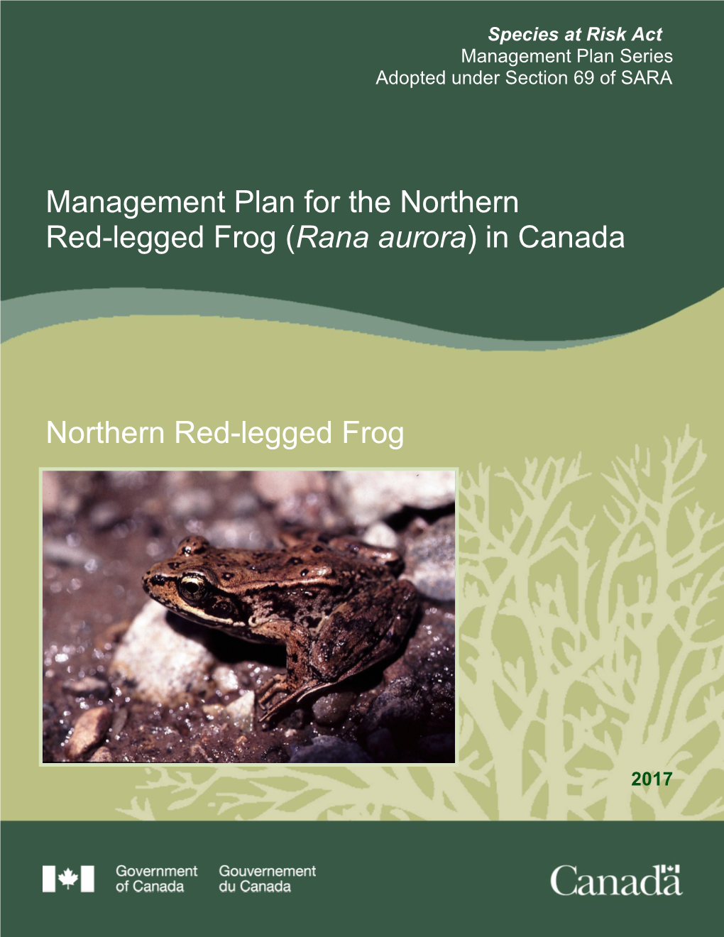 Northern Red-Legged Frog (Rana Aurora) in Canada