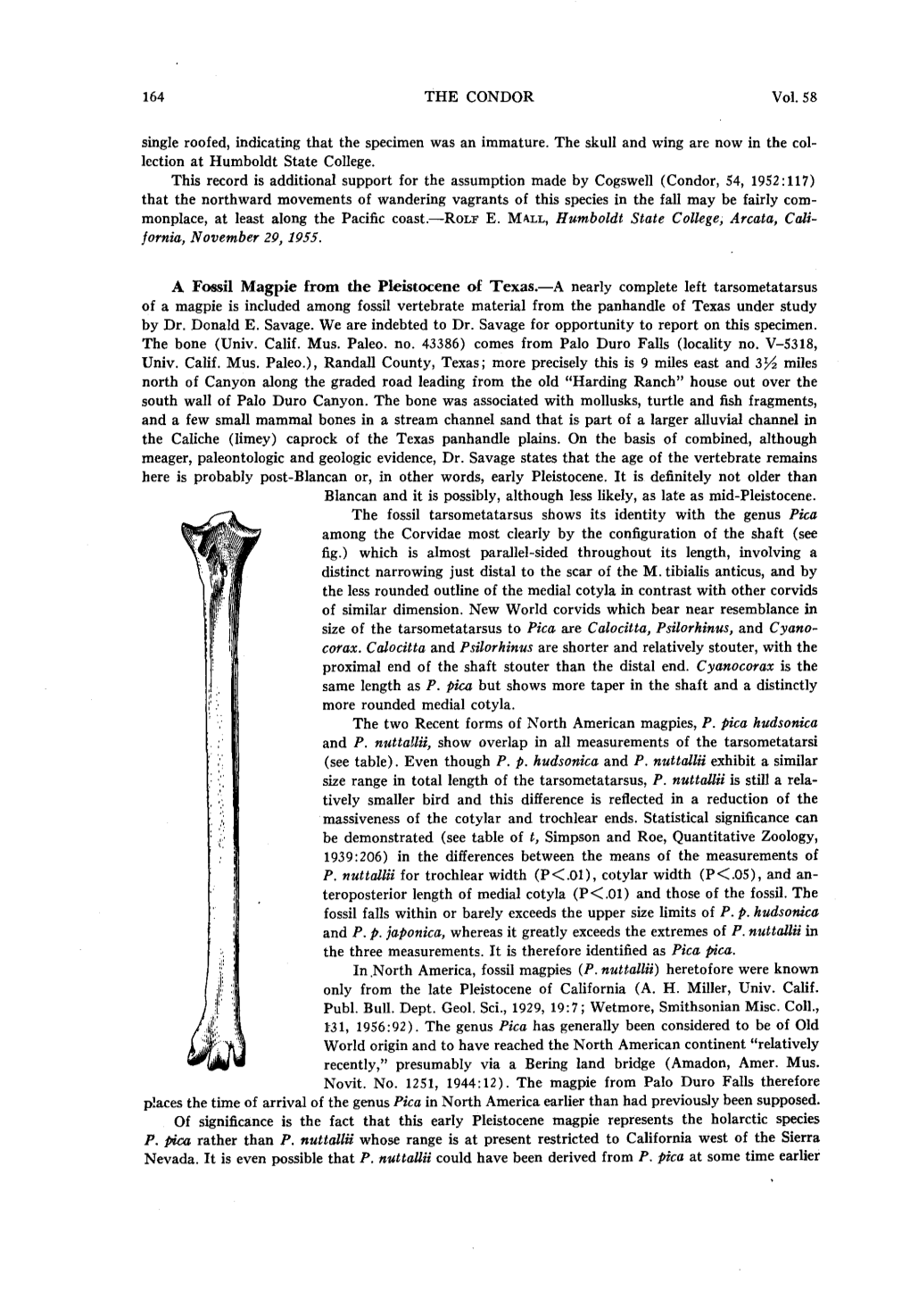 A Fossil Magpie from the Pleistocene of Texas