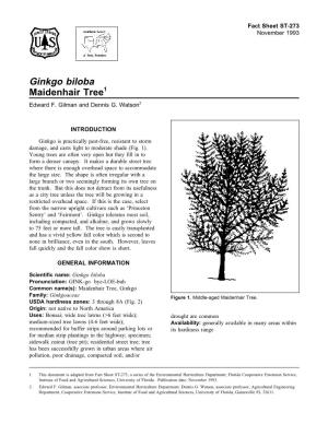 Ginkgo Biloba Maidenhair Tree1 Edward F