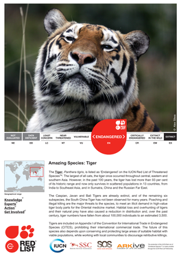 Amazing Species: Tiger