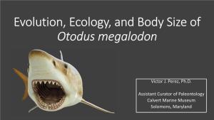 Evolution, Ecology, and Body Size of Otodus Megalodon