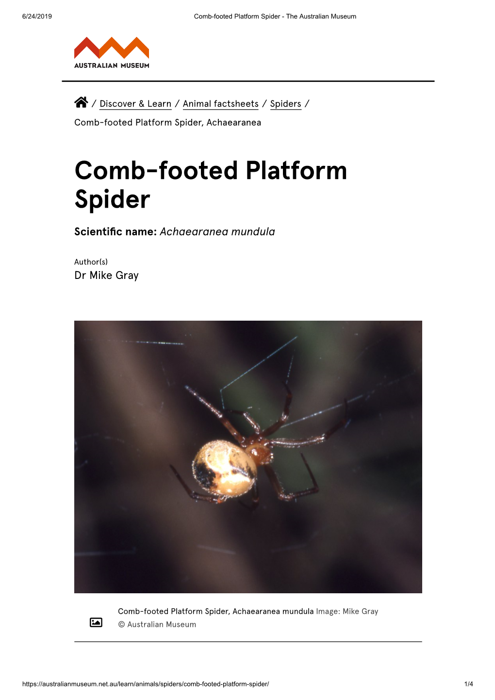 Comb-Footed Platform Spider - the Australian Museum