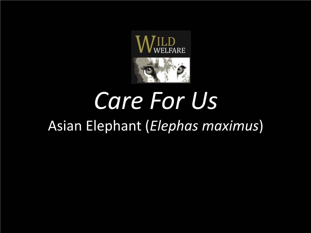 Asian Elephant (Elephas Maximus) Animal Welfare
