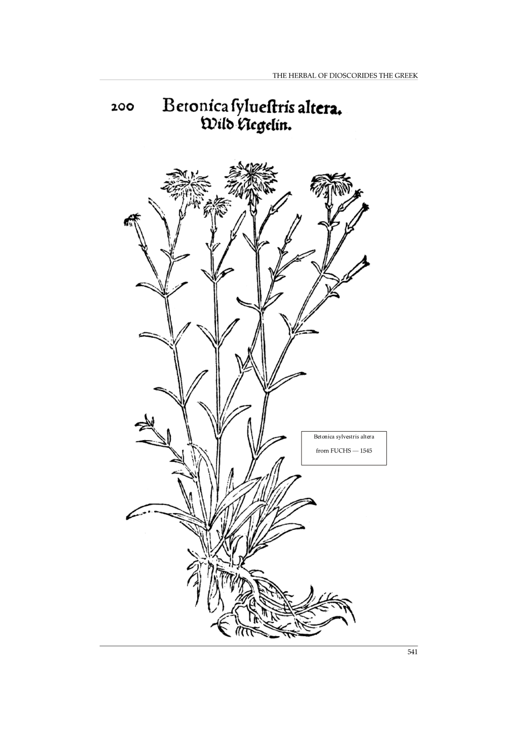 The Herbal of Dioscorides the Greek