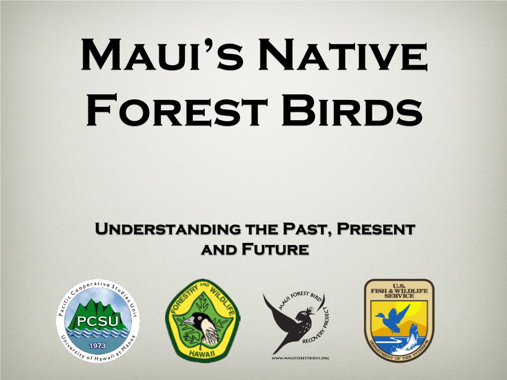 Maui's Native Forest Birds