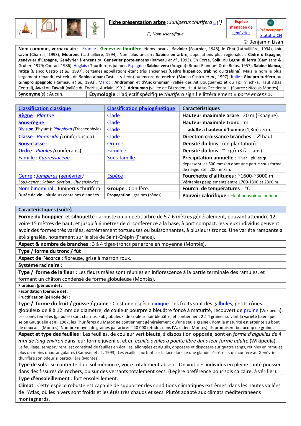 ( ) ( ) ( ) Fiche Présentation Arbre : Juniperus Thurifera L