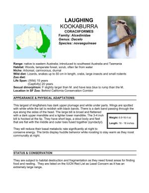 LAUGHING KOOKABURRA CORACIIFORMES Family: Alcedinidae Genus: Dacelo Species: Novaeguineae