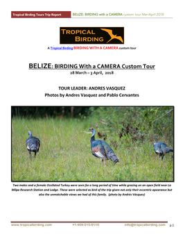 BELIZE: BIRDING with a CAMERA Custom Tour Mar-April 2018