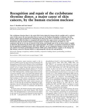 Recognition and Repair of the Cyclobutane Thymine Dimer, a Major Cause of Skin Cancers, by the Human Excision Nuclease