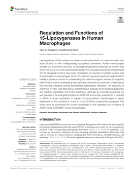 Regulation and Functions of 15-Lipoxygenases in Human Macrophages