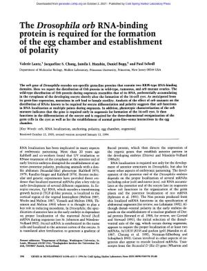 The Drosophila Orb RNA-Binding Protein Is Required for the Formation of the Egg Chamber and Establishment of Polarity