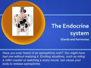 The Endocrine System Glands and Hormones