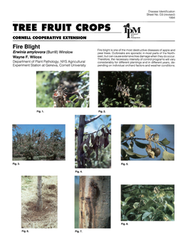 Fire Blight Fire Blight Is One of the Most Destructive Diseases of Apple and Erwinia Amylovora (Burrill) Winslow Pear Trees