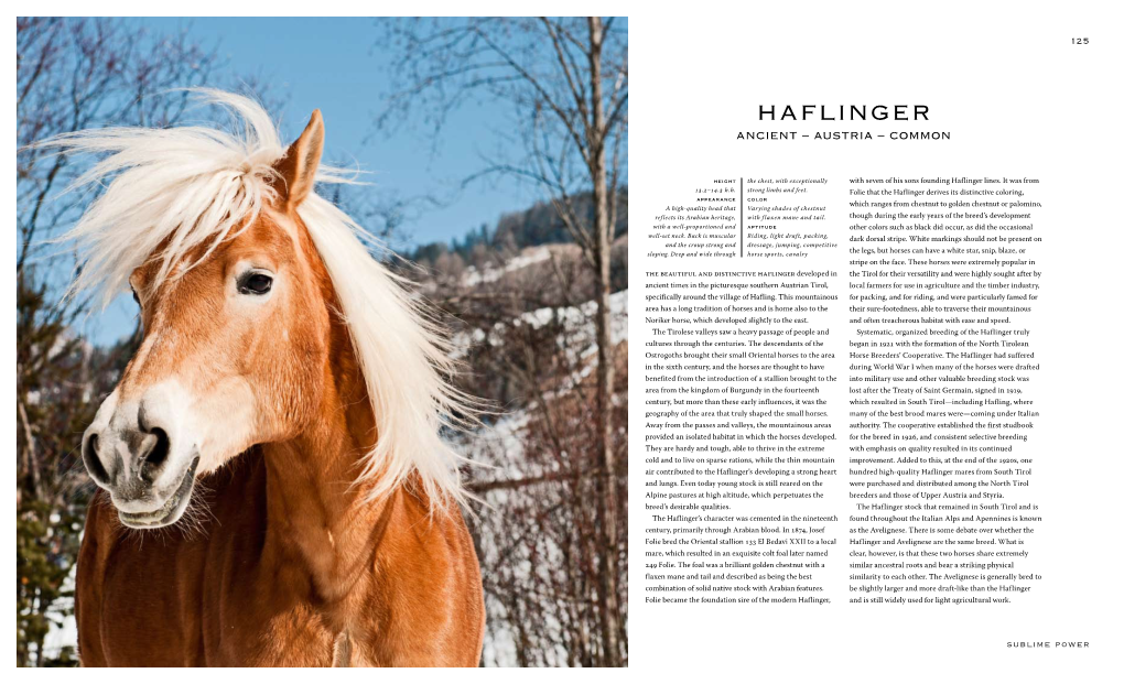 Haflinger Ancient – Austria – Common