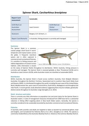 Spinner Shark, Carcharhinus Brevipinna
