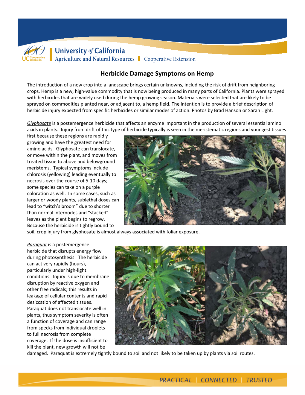 Herbicide Damage Symptoms on Hemp