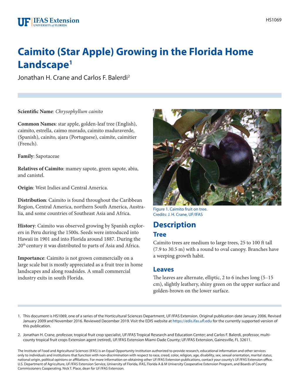 Caimito (Star Apple) Growing in the Florida Home Landscape1 Jonathan H