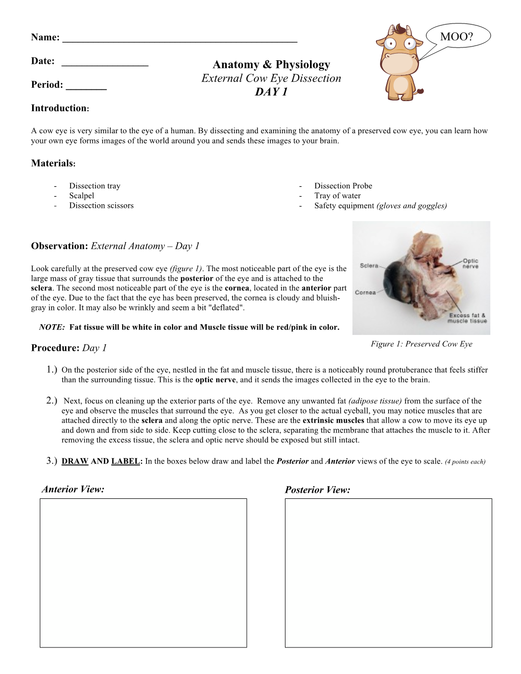 Anatomy & Physiology External Cow Eye Dissection DAY 1 MOO?