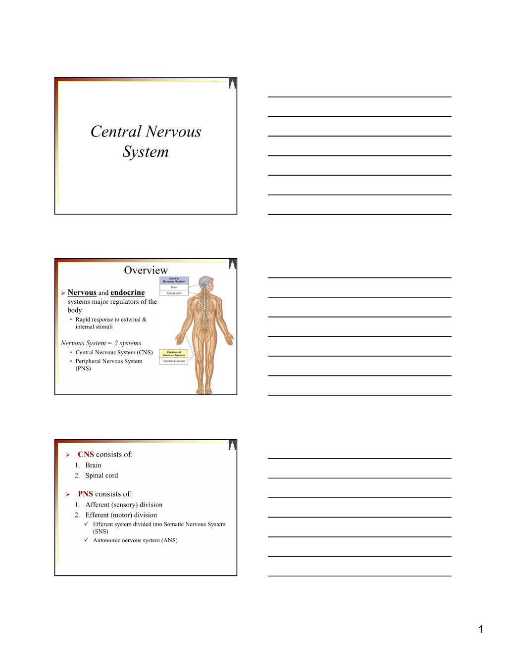 Central Nervous System