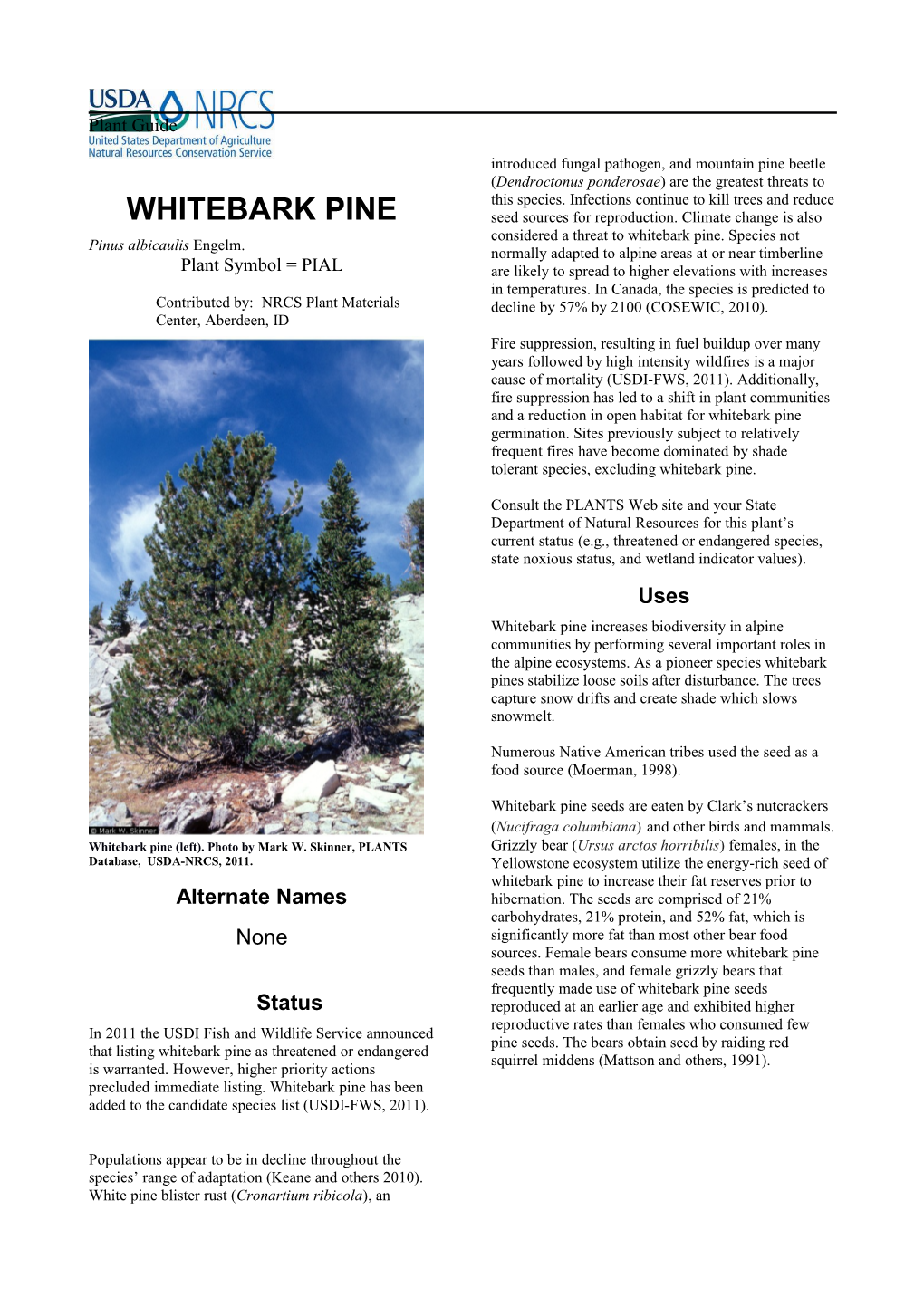 Plant Guide for Whitebark Pine (Pinus Albicaulis)