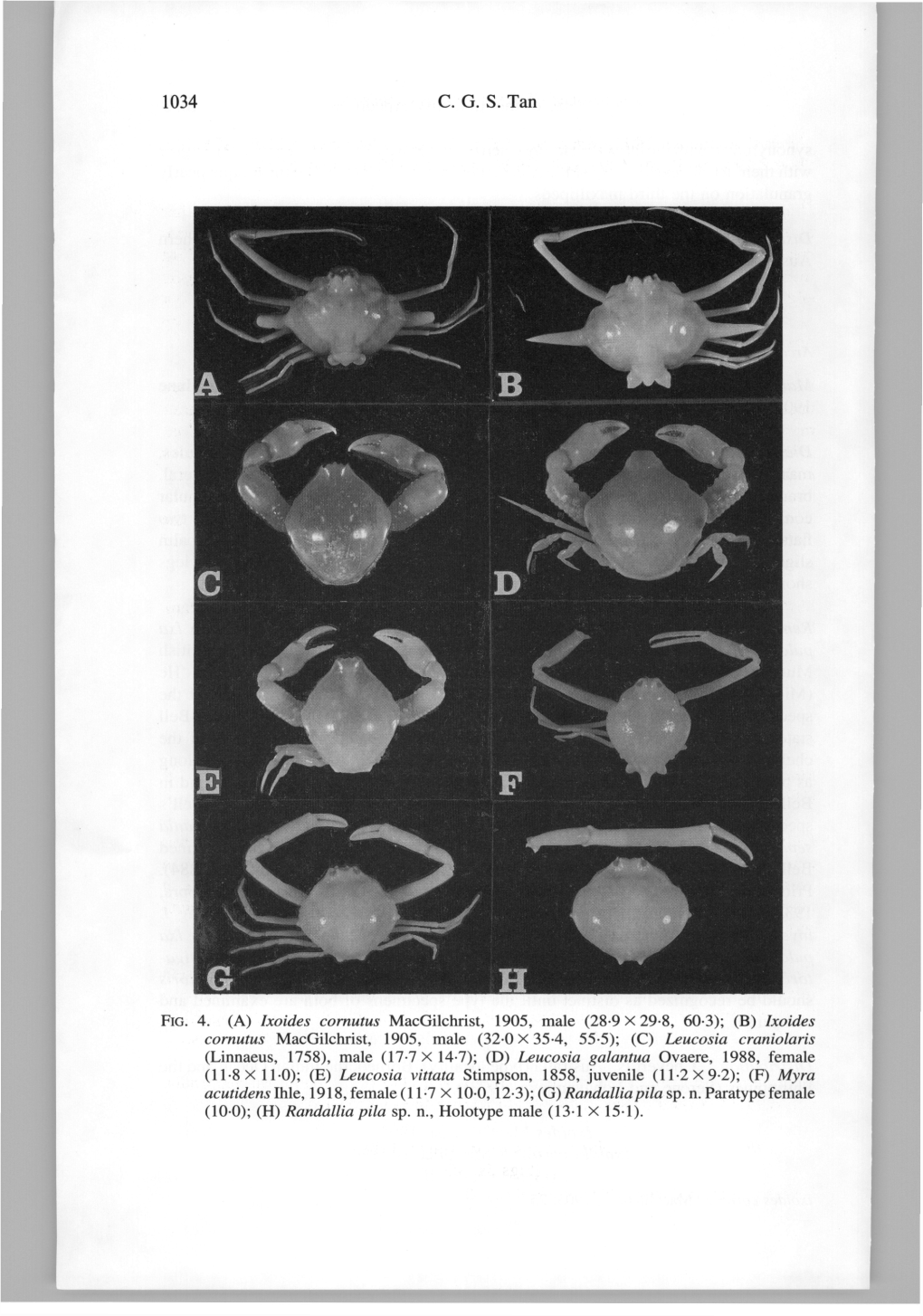 (A) Ixoides Comutus Macgilchrist, 1905, Male (28-9X29-8, 60-3);