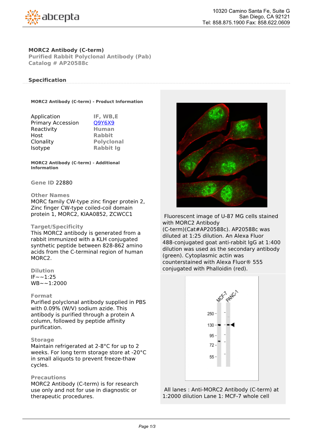 MORC2 Antibody (C-Term) Purified Rabbit Polyclonal Antibody (Pab) Catalog # Ap20588c