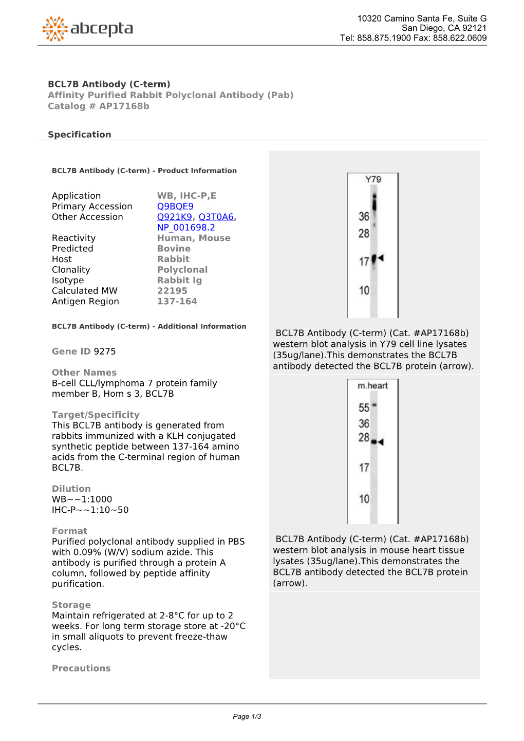 BCL7B Antibody (C-Term) Affinity Purified Rabbit Polyclonal Antibody (Pab) Catalog # Ap17168b