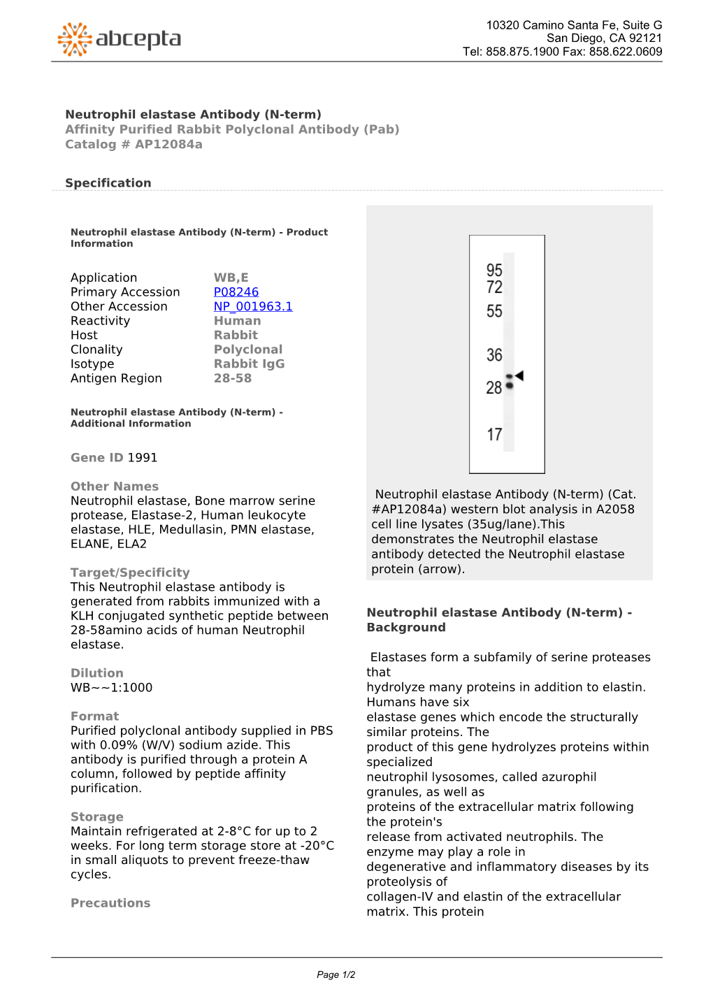 Neutrophil Elastase Antibody (N-Term) Affinity Purified Rabbit Polyclonal Antibody (Pab) Catalog # Ap12084a