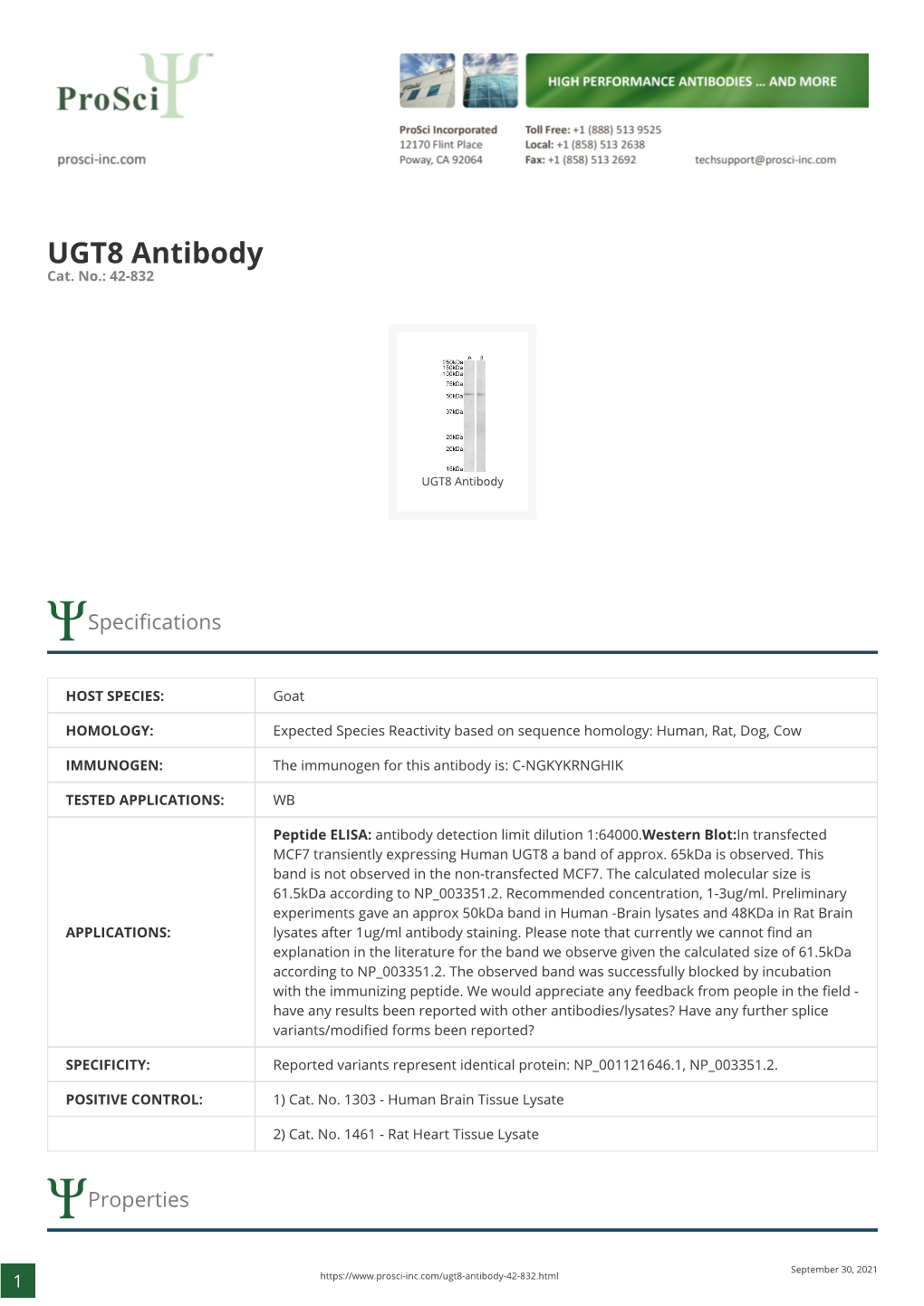 UGT8 Antibody Cat