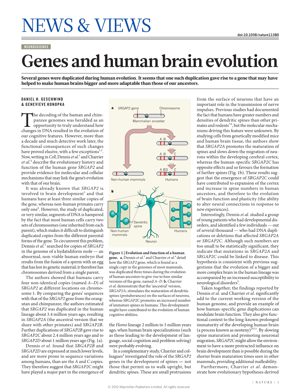 Genes and Human Brain Evolution Several Genes Were Duplicated During Human Evolution