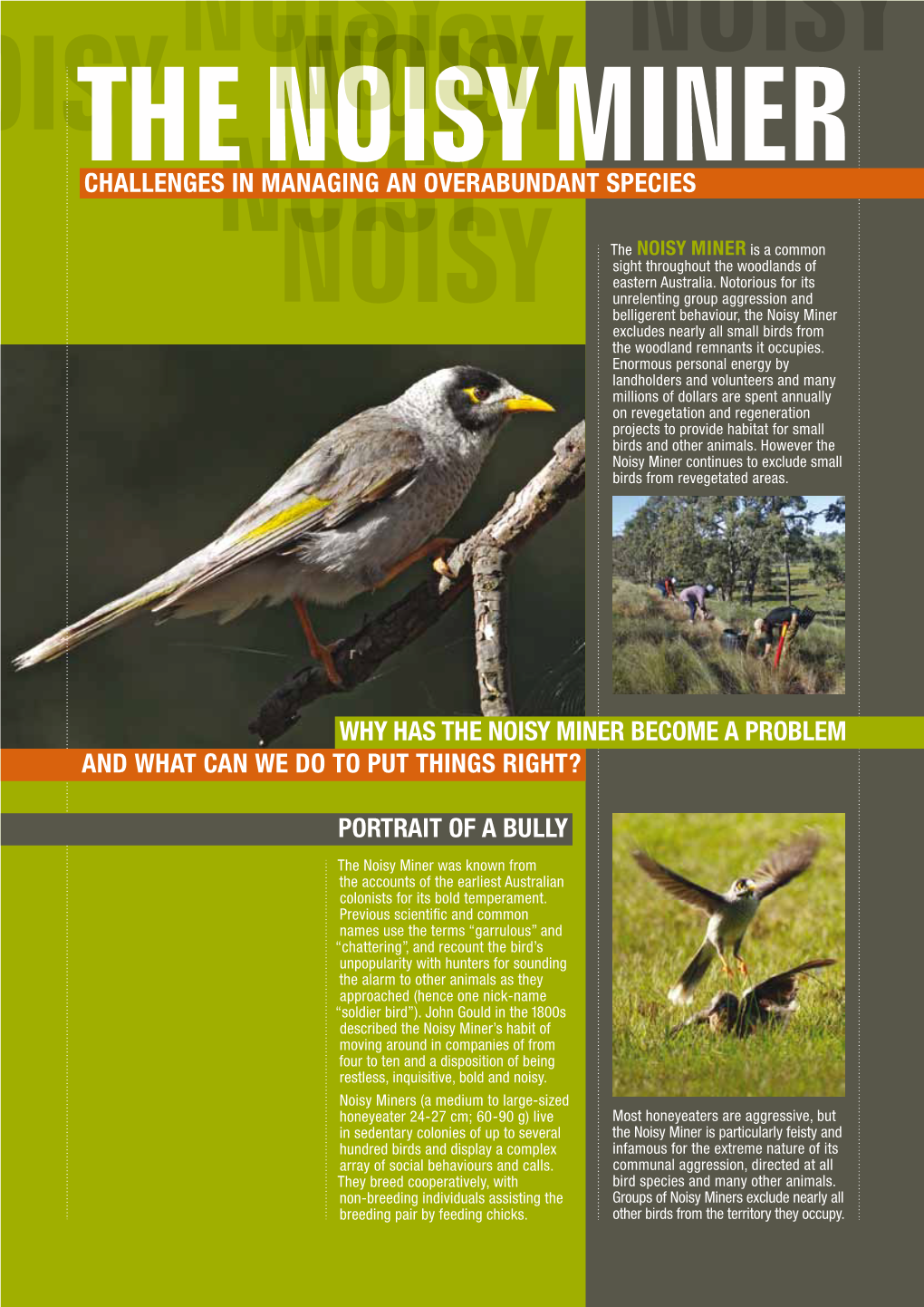 The Noisy Miner Challenges in Managing an Overabundant Species