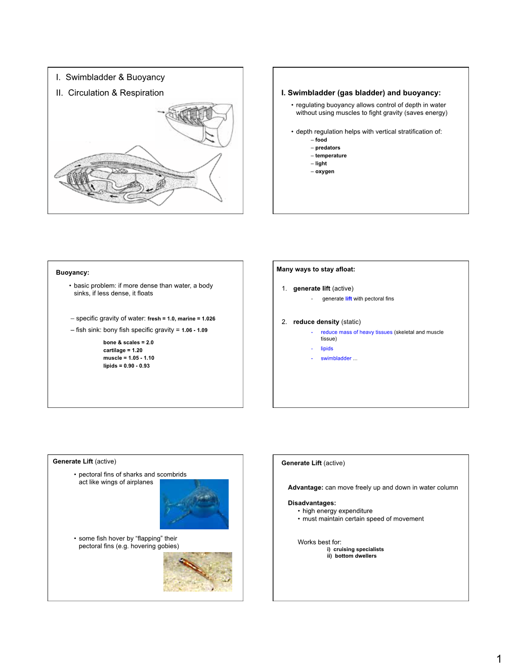 I. Swimbladder (Gas Bladder) and Buoyancy: • Regulating Buoyancy Allows Control of Depth in Water Without Using Muscles to Fight Gravity (Saves Energy)