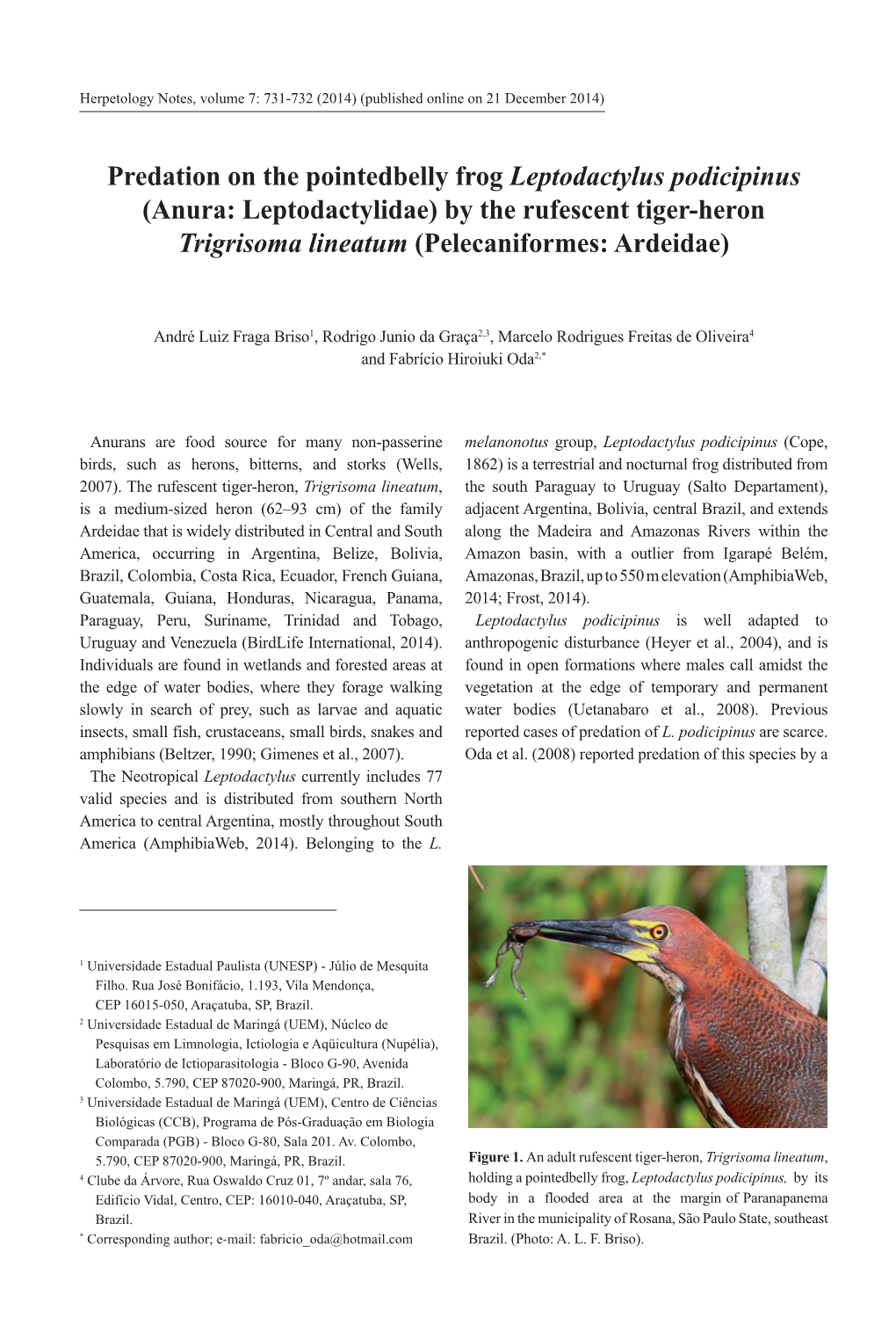 Predation on the Pointedbelly Frog Leptodactylus Podicipinus (Anura: Leptodactylidae) by the Rufescent Tiger-Heron Trigrisoma Lineatum (Pelecaniformes: Ardeidae)